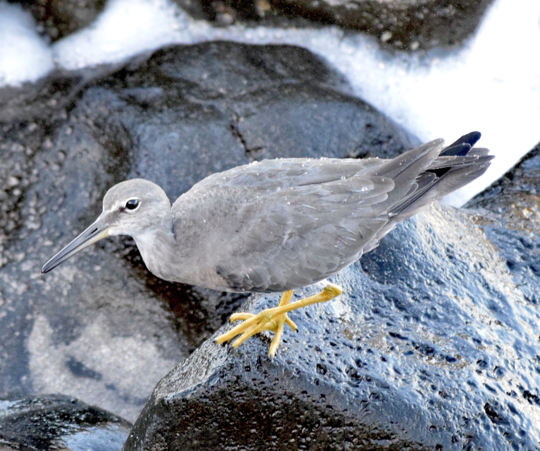 The Wandering Sandpiper