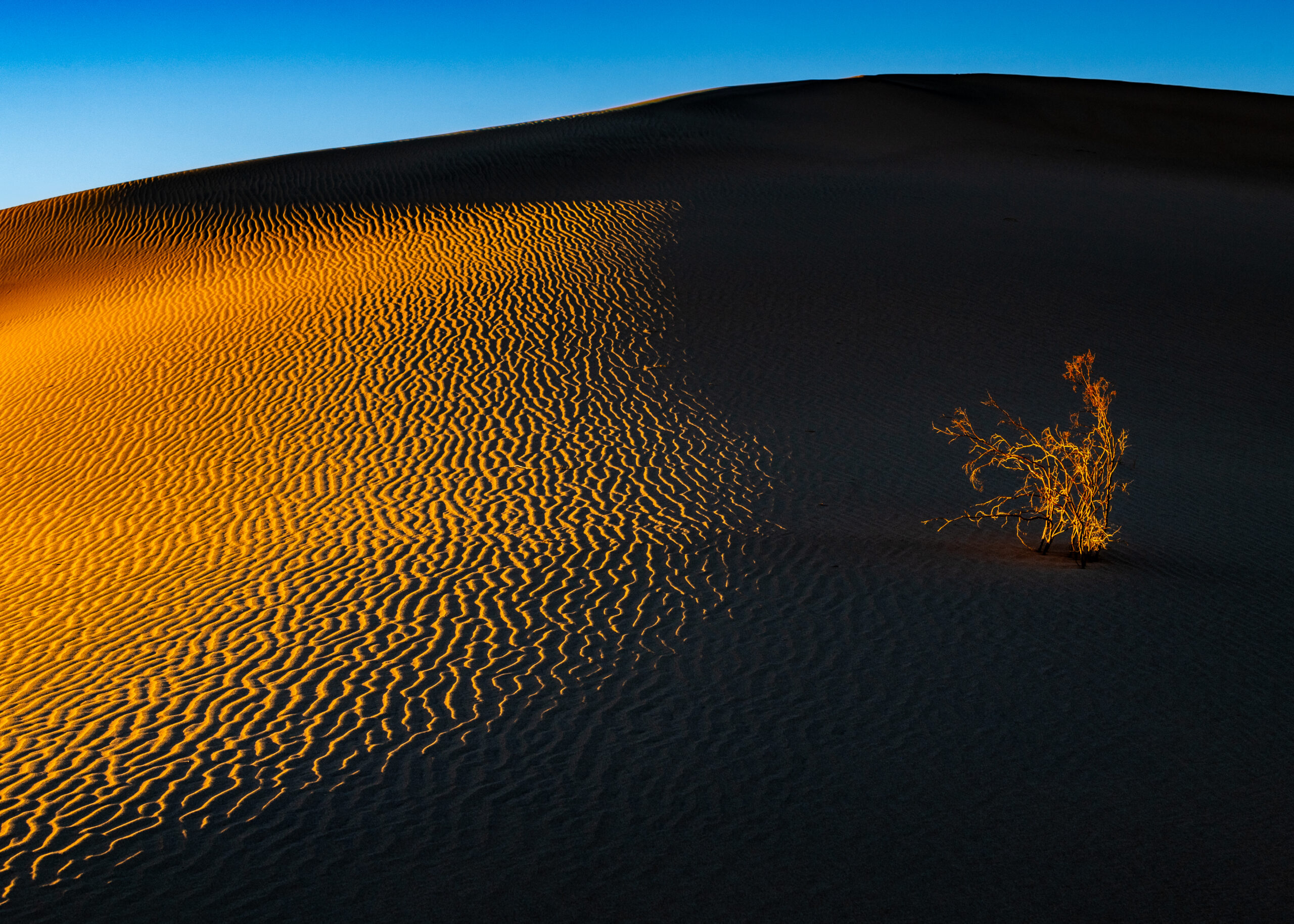 "Mesquite Dunes at Sunset"