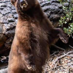 "The Acorn Bear" Prints