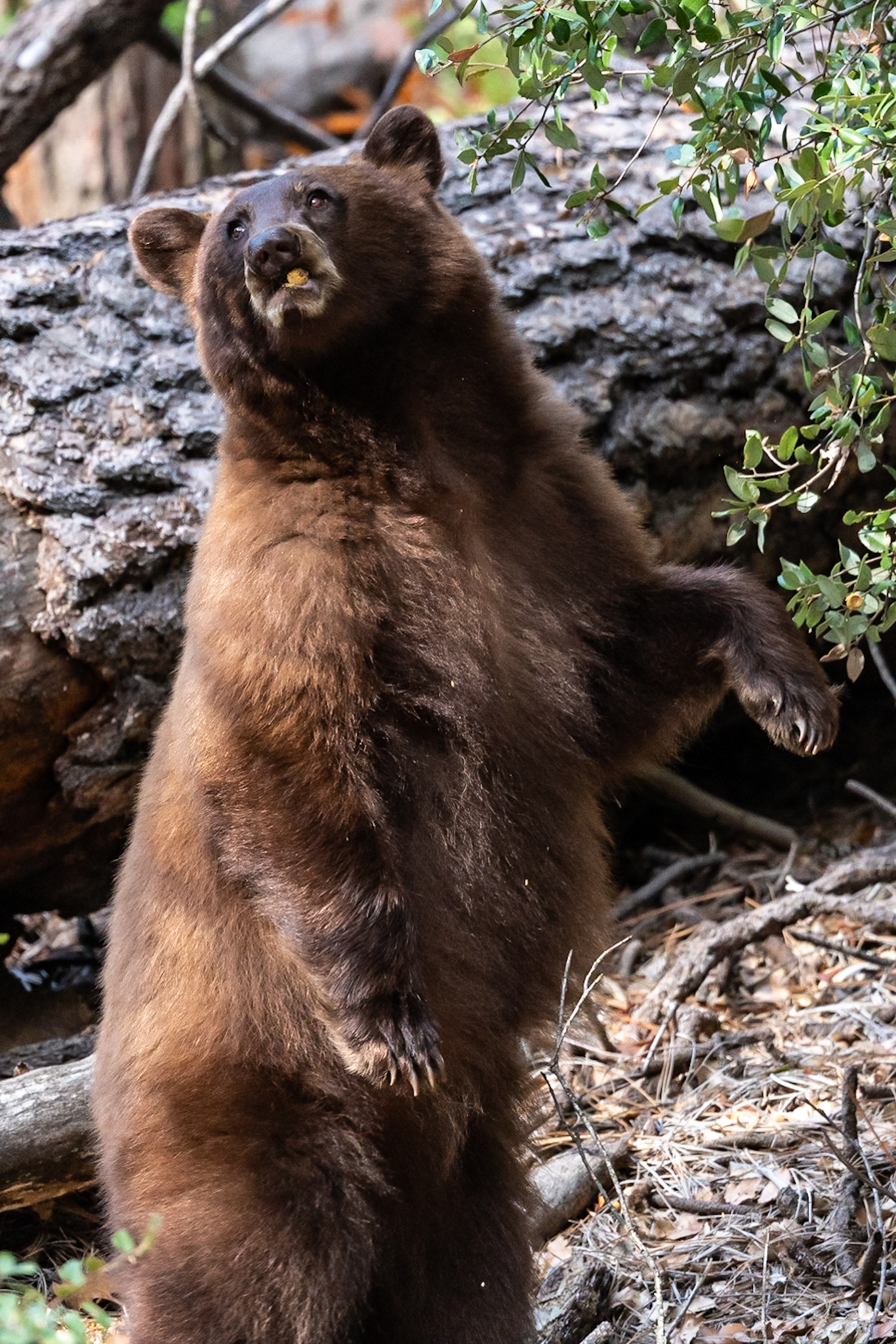 "The Acorn Bear" Prints
