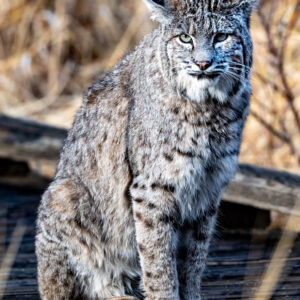 "Bobcat on the Boardwalk" Prints