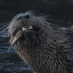 "Otter Snack" Prints