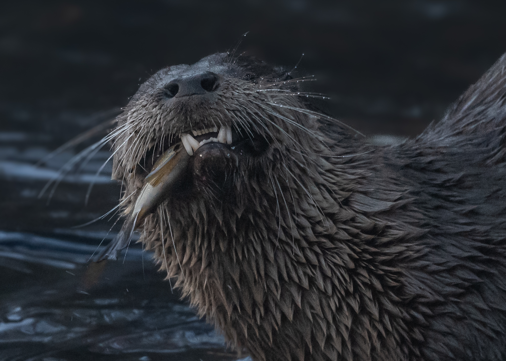 "Otter Snack" Prints