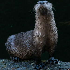"Otter Stink Eye" Prints