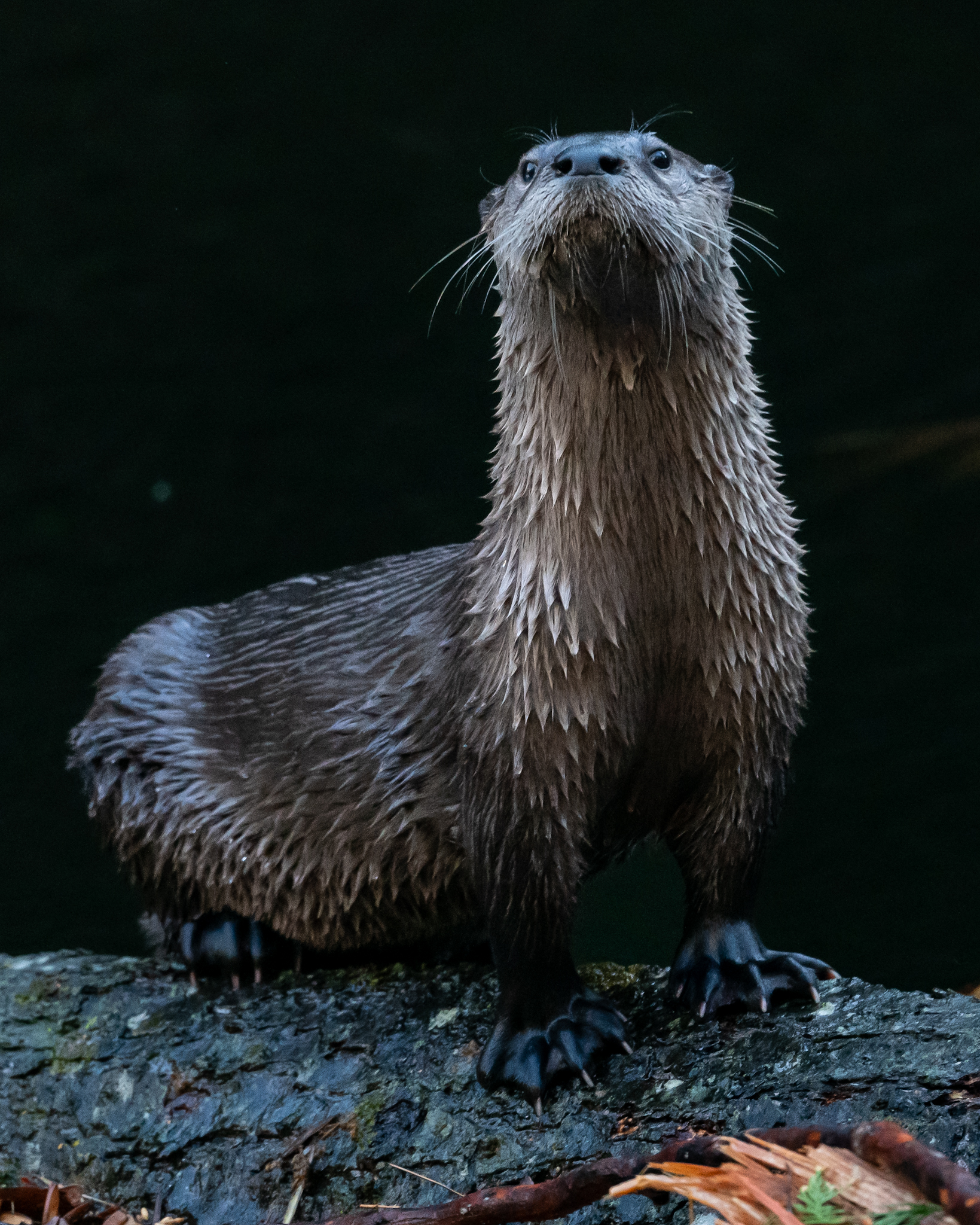 "Otter Stink Eye" Prints