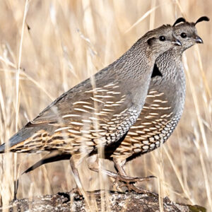 "Quail Siblings" Prints
