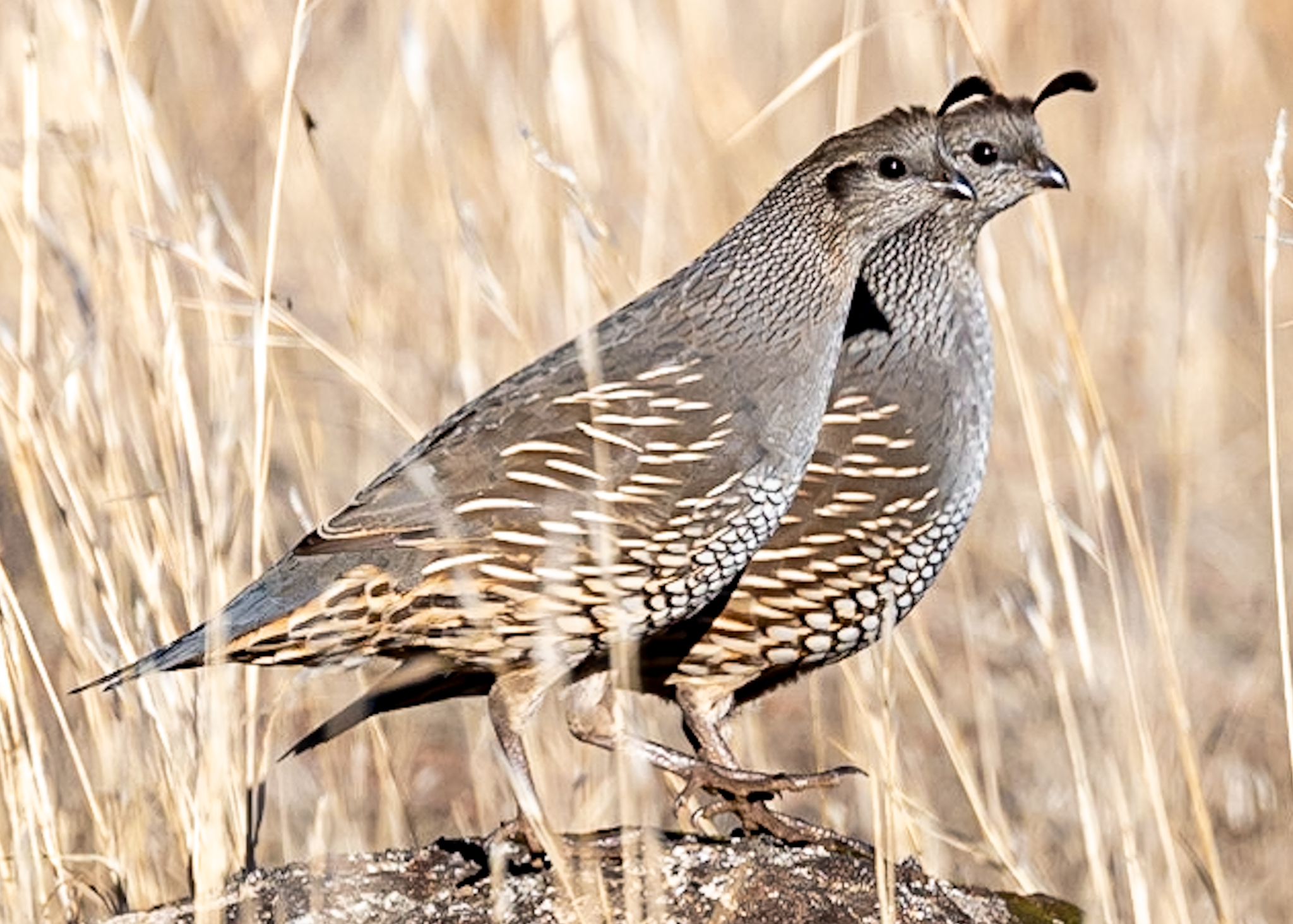 "Quail Siblings" Prints