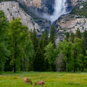 "Yosemite Falls With Mule Deer" Prints