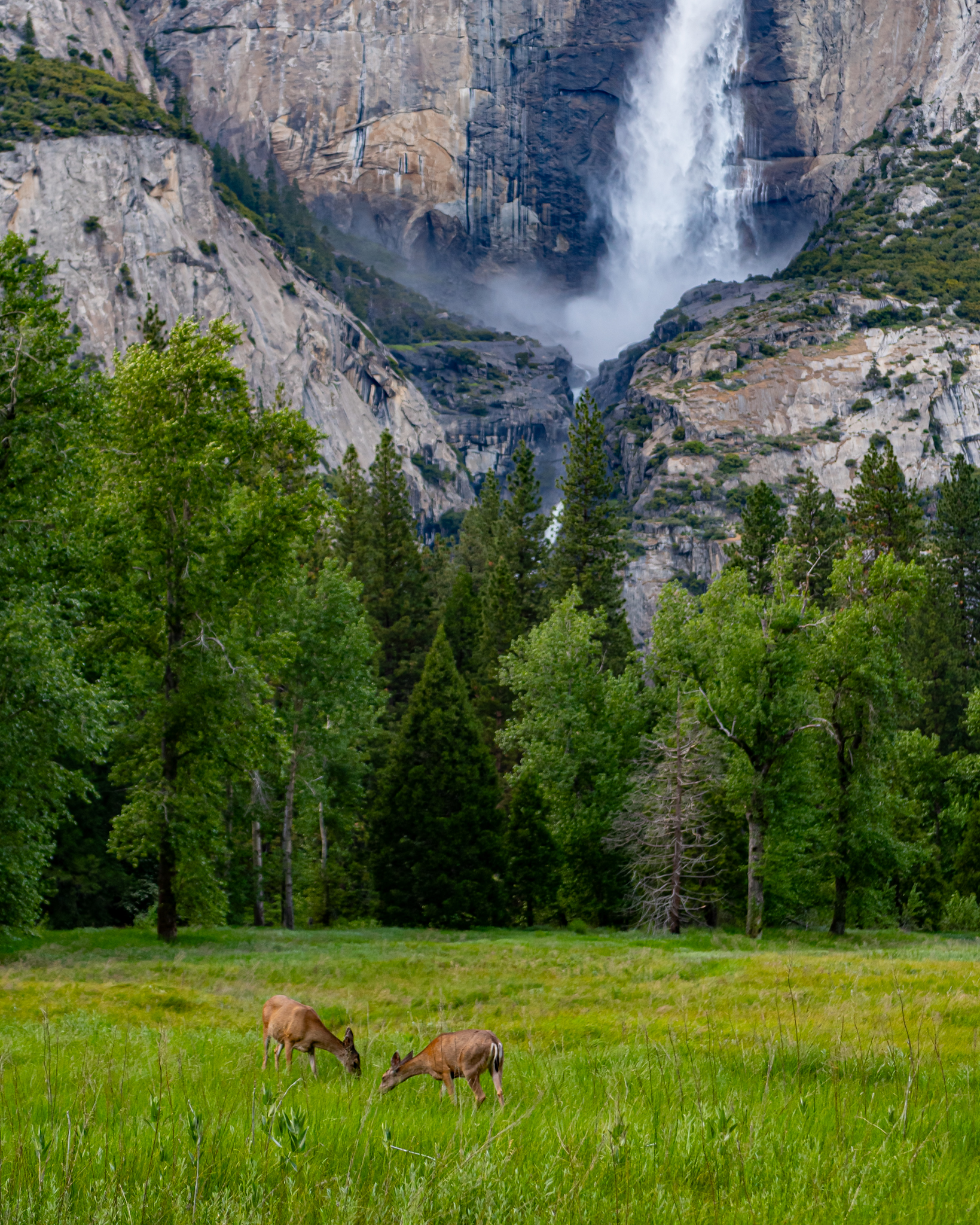 "Yosemite Falls With Mule Deer" Prints