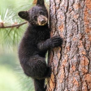 "Climber Cub"